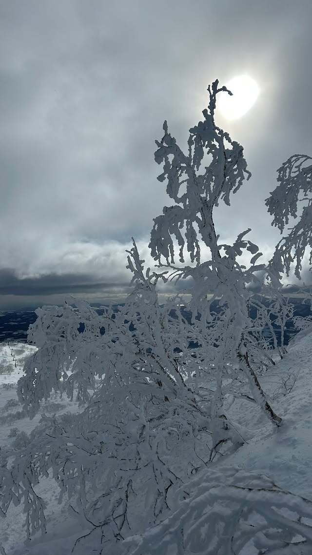 ニセコ超ニッチフリーランサー請求書術|富裕層向け特化ビジネス